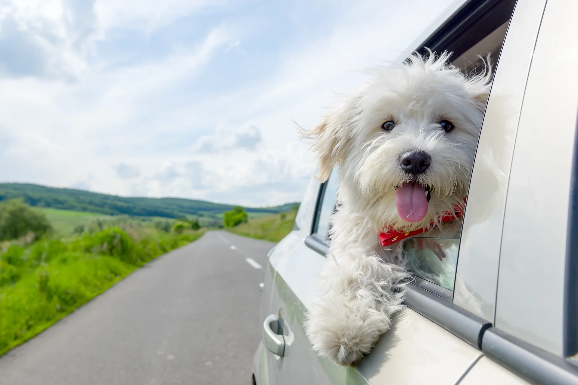 How to make your anxious or car-sick dog feel better in the car