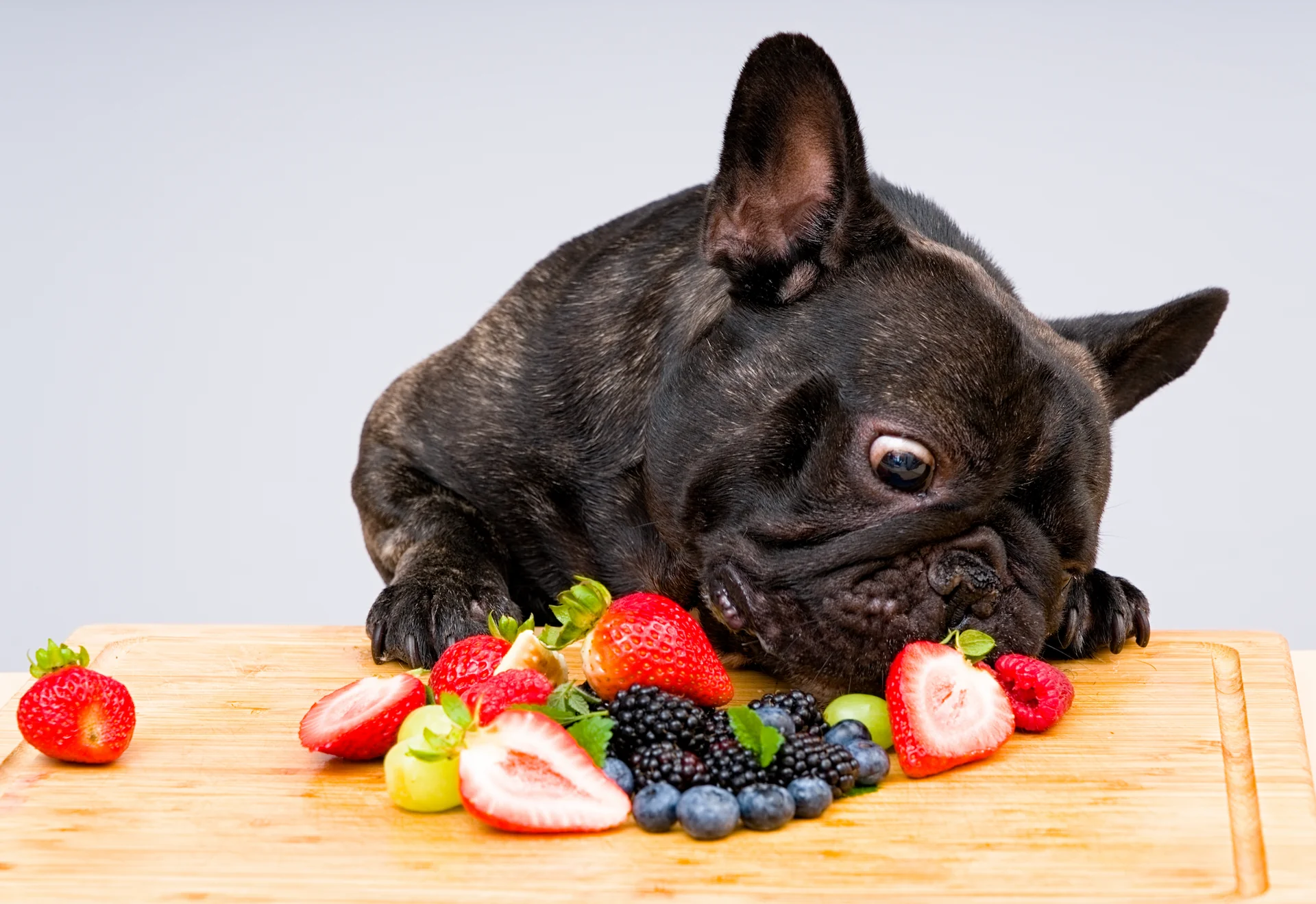 Do you need to add fresh food to your dog’s diet?