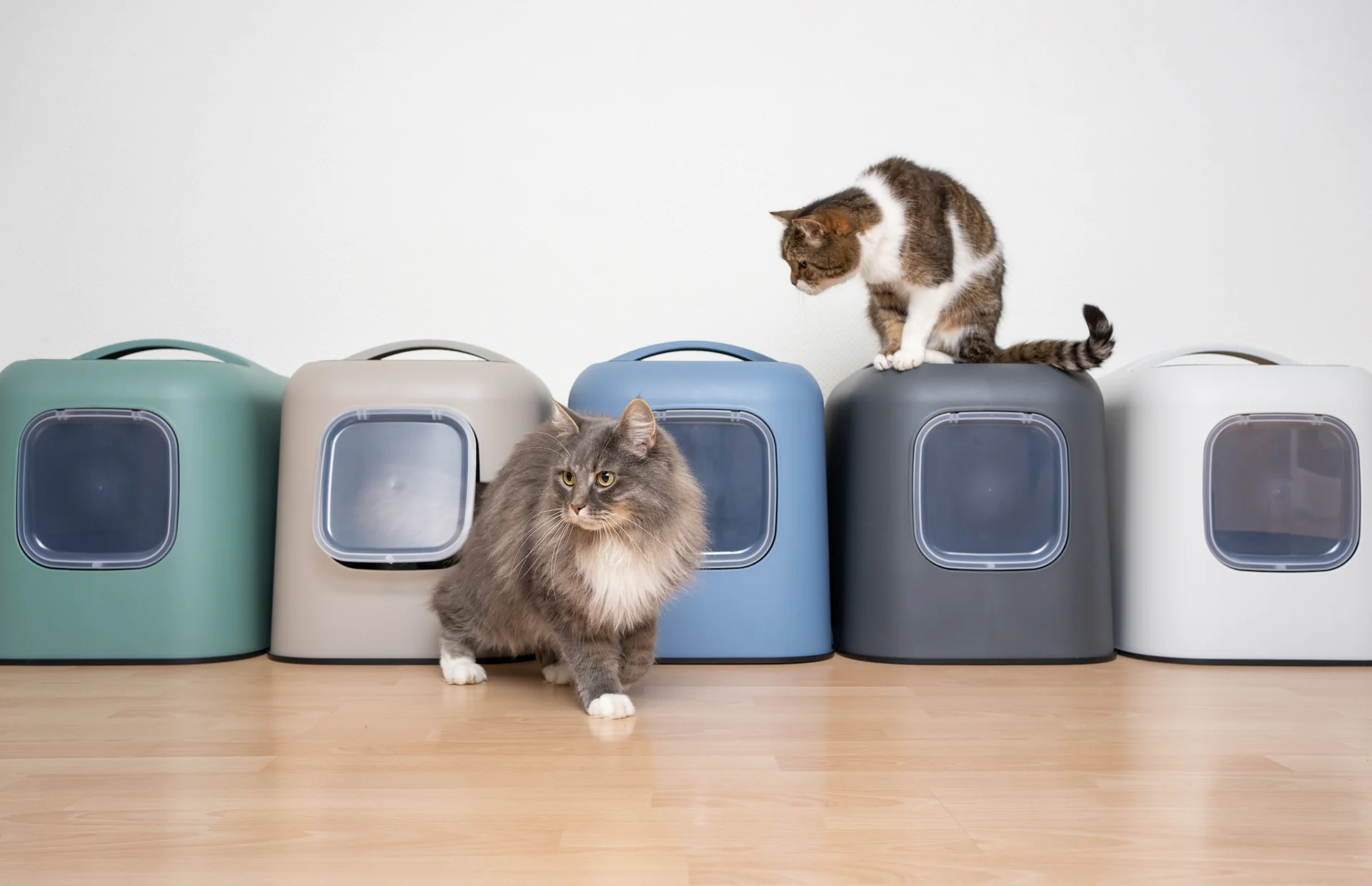 What is the best cat litter for your cat?