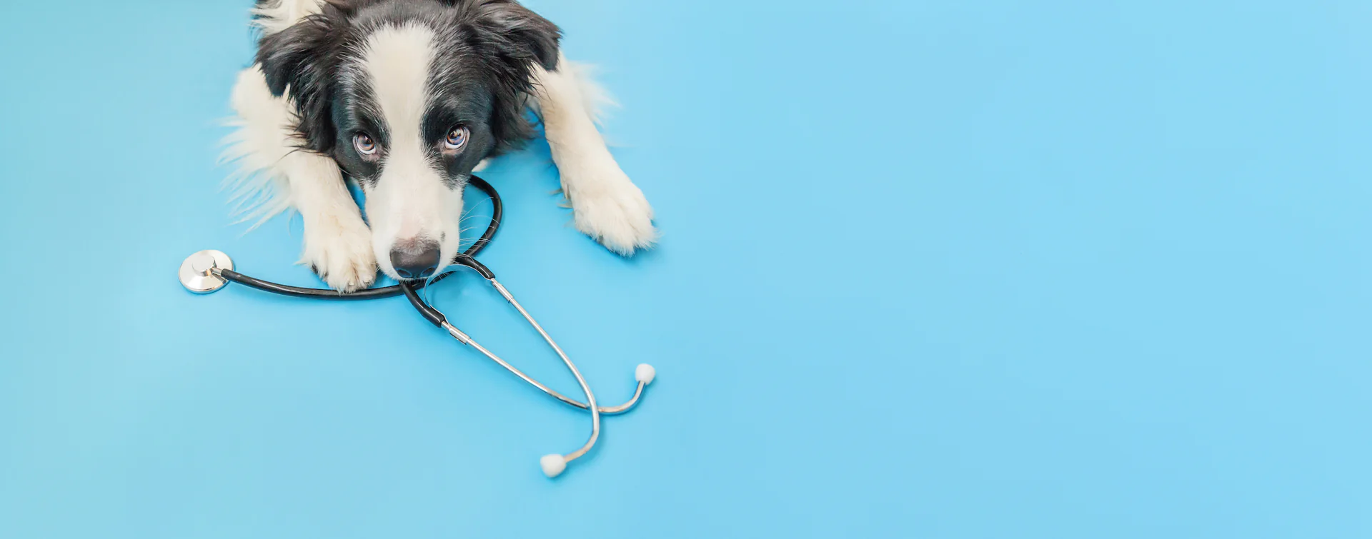Understanding Ringworm Infections in Your Pet and How to Help It
