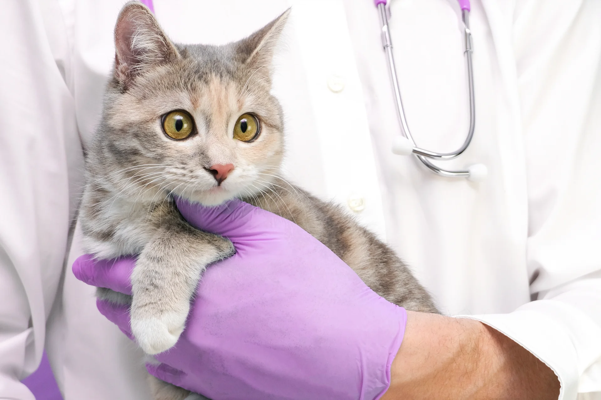 All About Urinary Tract Infections in Cats and Dogs