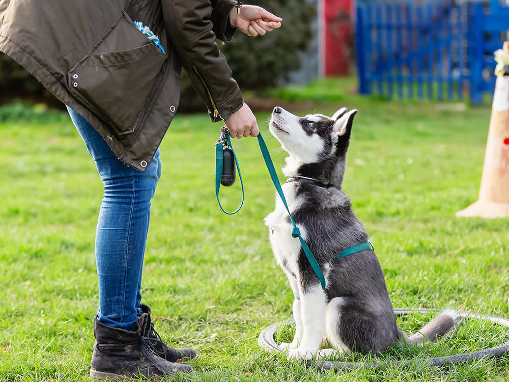 BASIC OBEDIENCE TRAINING FOR YOUR PUPPY