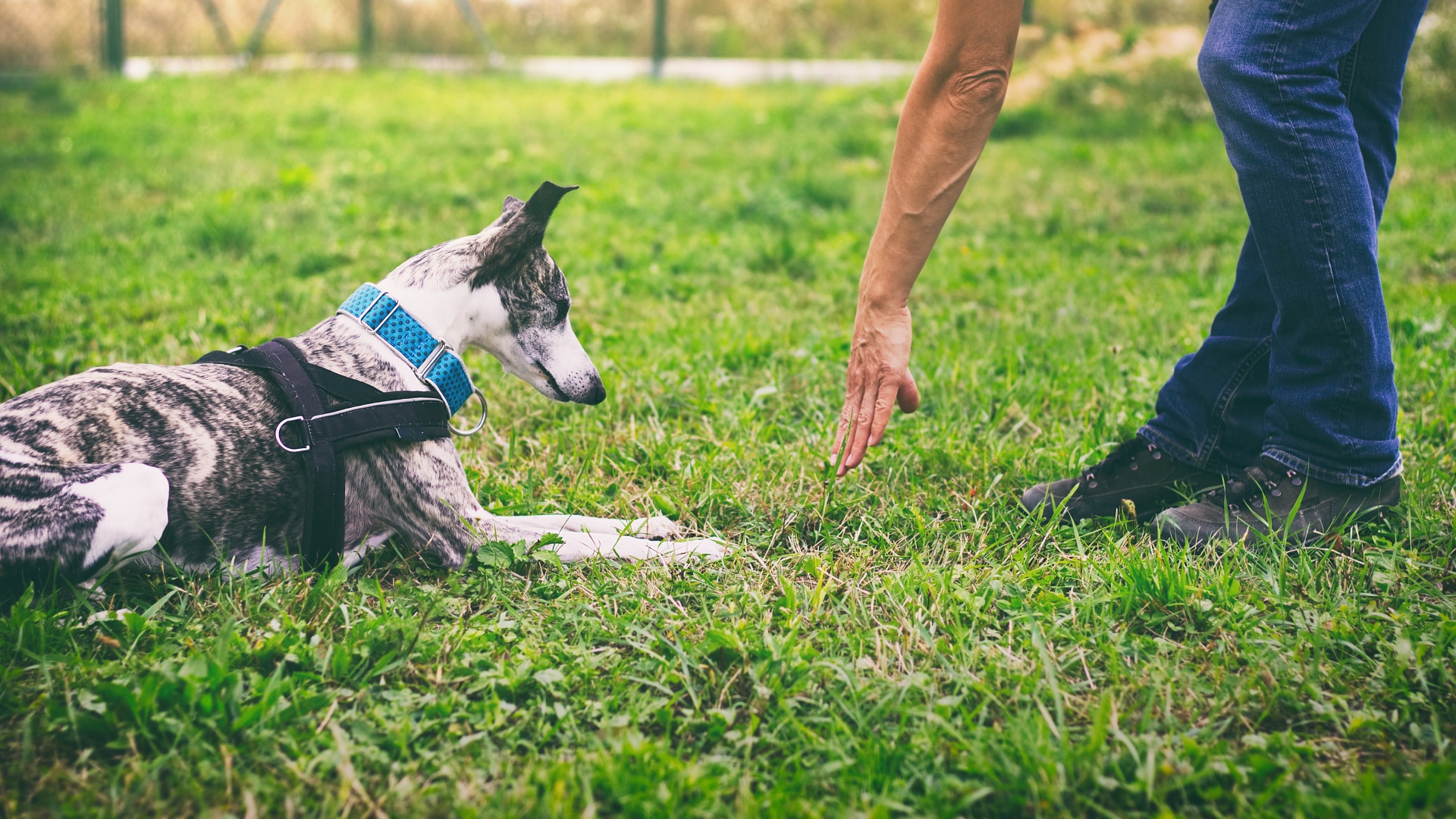 Dog Training Mistakes to Avoid