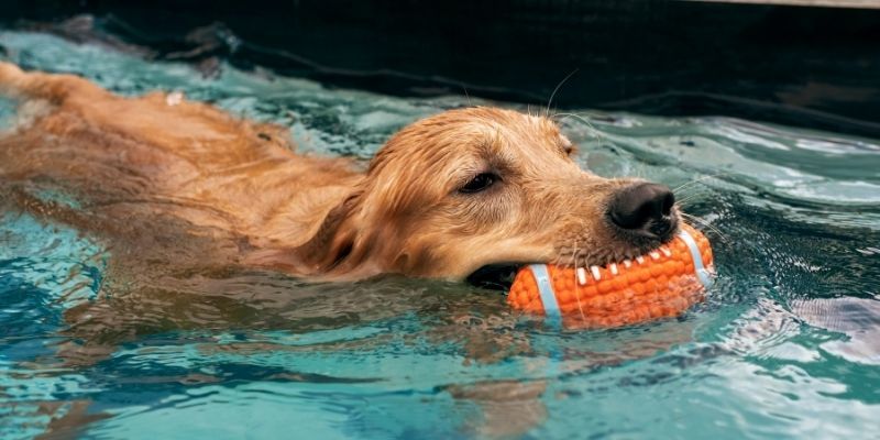 Top Reasons Veterinarians Recommend Dog Hydrotherapy for Rehabilitation